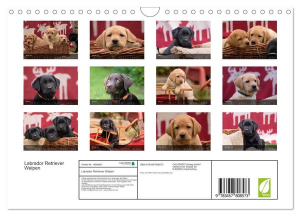 Produktbild: Labrador Retriever Welpen (Wandkalender 2026 DIN A4 quer), CALVENDO Monatskalender