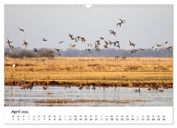 Produktbild: Unterwegs im Teufelsmoor (Wandkalender 2026 DIN A3 quer), CALVENDO Monatskalender