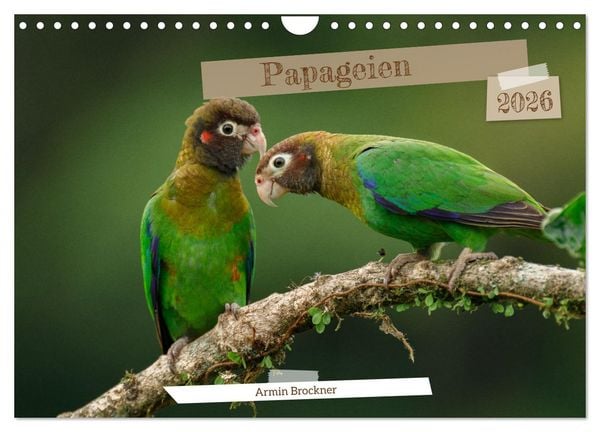 Produktbild: Papageien (Wandkalender 2026 DIN A4 quer), CALVENDO Monatskalender