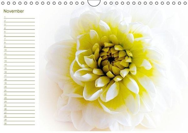 Produktbild: Bl&uuml;tentr&auml;ume - ganz in wei&szlig; / Geburtstagskalender (Wandkalender immerw&auml;hrend DIN A4 quer)