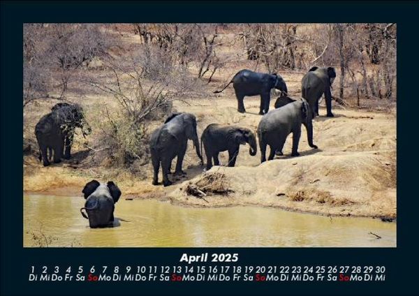 Produktbild: Der Elefantenkalender 2025 Fotokalender DIN A5