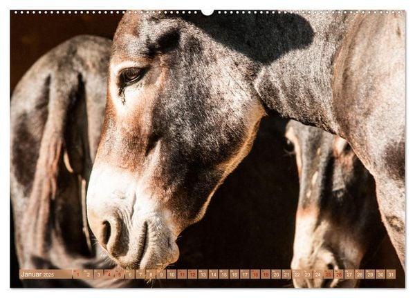 Produktbild: Esel der Welt - Lieblings Langohren (Wandkalender 2025 DIN A2 quer), CALVENDO Monatskalender