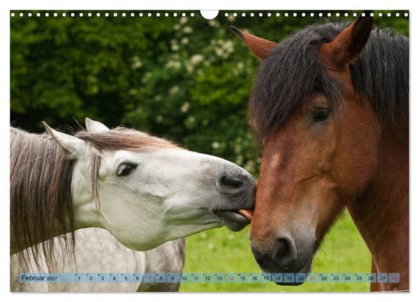 Produktbild: Lustiger Schimmel - ein Pferd mit Humor (Wandkalender 2027 DIN A3 quer), CALVENDO Monatskalender