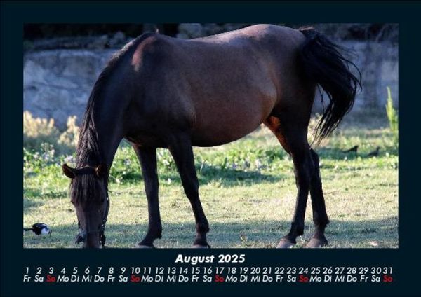 Produktbild: Pferdegefl&uuml;ster 2025 Fotokalender DIN A5