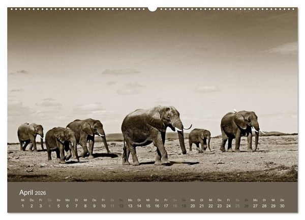Produktbild: Wildes Afrika (hochwertiger Premium Wandkalender 2026 DIN A2 quer), Kunstdruck in Hochglanz