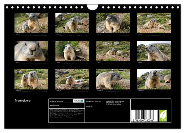 Produktbild: Murmeltiere (Wandkalender 2026 DIN A4 quer), CALVENDO Monatskalender