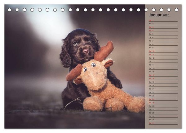 Produktbild: Englische Cocker Spaniel Welpen (Tischkalender 2026 DIN A5 quer), CALVENDO Monatskalender