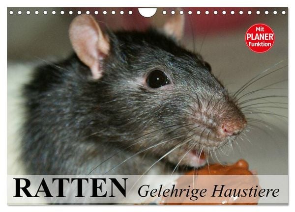 Produktbild: Ratten. Gelehrige Haustiere (Wandkalender 2026 DIN A4 quer), CALVENDO Monatskalender