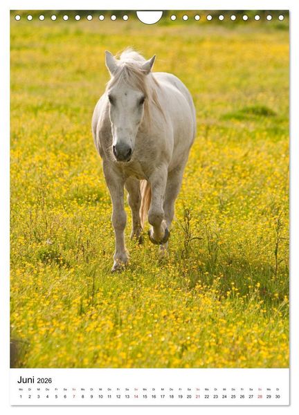 Produktbild: Camargue Pferde - wei&szlig;e M&auml;hnen (Wandkalender 2026 DIN A4 hoch), CALVENDO Monatskalender