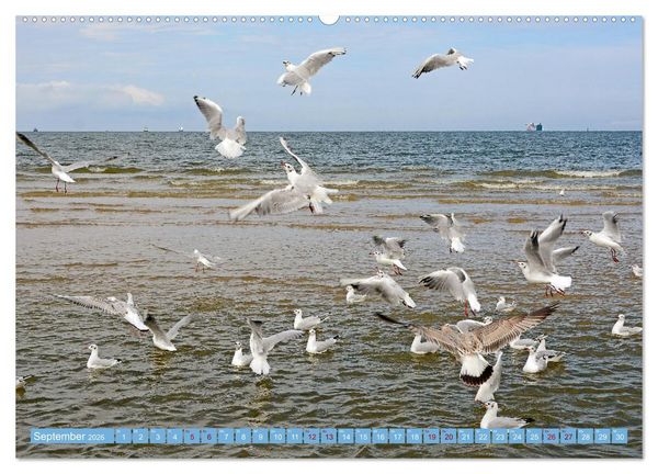 Produktbild: Gr&uuml;&szlig;e von Usedom (Wandkalender 2026 DIN A2 quer), CALVENDO Monatskalender