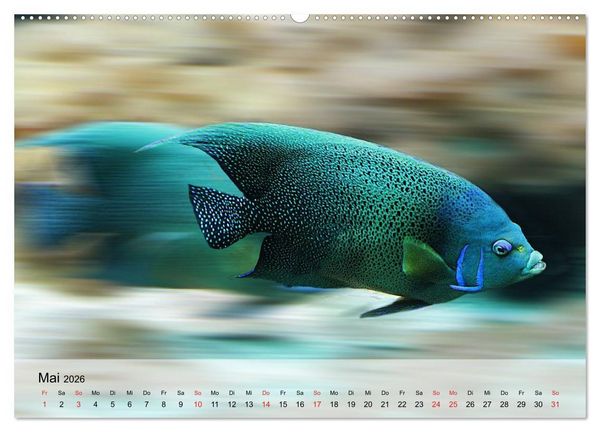 Produktbild: Knallbunte Wasserwelt. Die Welt der Fische (hochwertiger Premium Wandkalender 2026 DIN A2 quer), Kunstdruck in Hochglanz