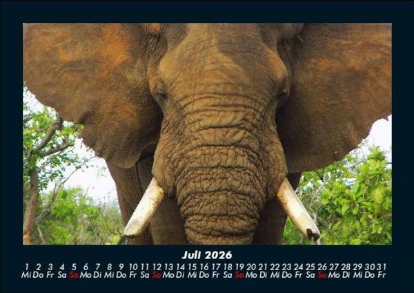 Produktbild: Elefanten - Die sanften Riesen Afrikas 2026 Fotokalender DIN A5