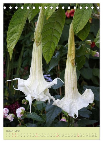 Produktbild: Brugmansia & Datura - Exotische Sch&ouml;nheiten (Tischkalender 2026 DIN A5 hoch), CALVENDO Monatskalender