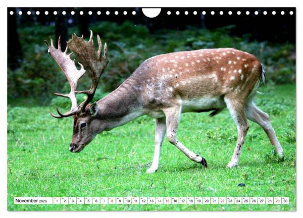 Produktbild: Der Damhirsch - Der Schaufeltr&auml;ger des Waldes (Wandkalender 2026 DIN A4 quer), CALVENDO Monatskalender