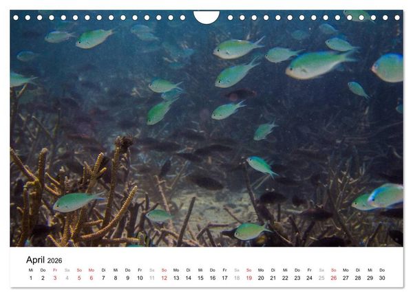 Produktbild: Unterwasserwelt der Malediven III (Wandkalender 2026 DIN A4 quer), CALVENDO Monatskalender