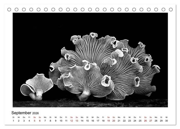 Produktbild: Die grafische Sch&ouml;nheit der Pflanzen &ndash; Schwarz-Wei&szlig; (Tischkalender 2026 DIN A5 quer), CALVENDO Monatskalender