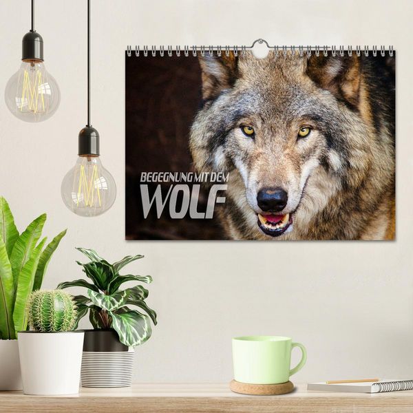 Produktbild: Begegnung mit dem Wolf (Wandkalender 2026 DIN A4 quer), CALVENDO Monatskalender