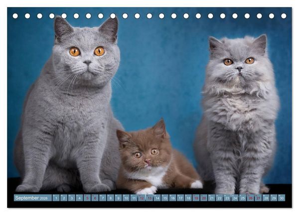 Produktbild: Kittens - Britisch Kurzhaar Katzenkinder (Tischkalender 2026 DIN A5 quer), CALVENDO Monatskalender