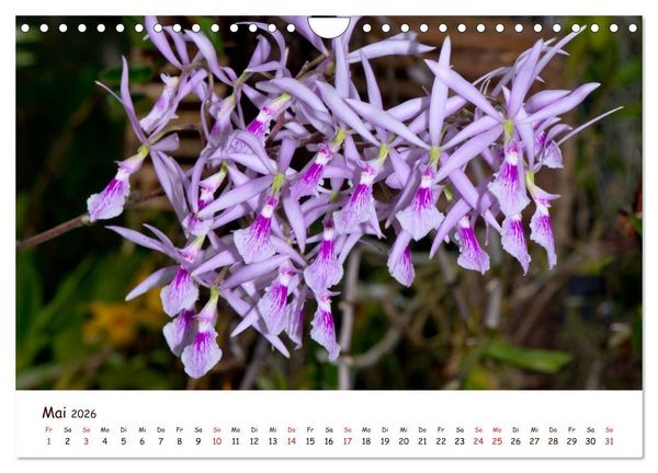 Produktbild: Orchideenzauber (Wandkalender 2026 DIN A4 quer), CALVENDO Monatskalender