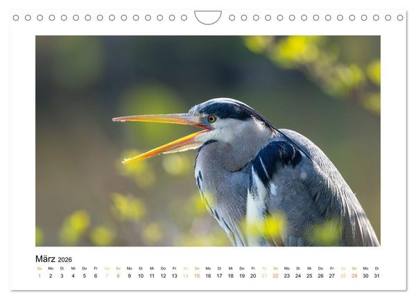 Produktbild: Wiener Tierwelt (Wandkalender 2026 DIN A4 quer), CALVENDO Monatskalender