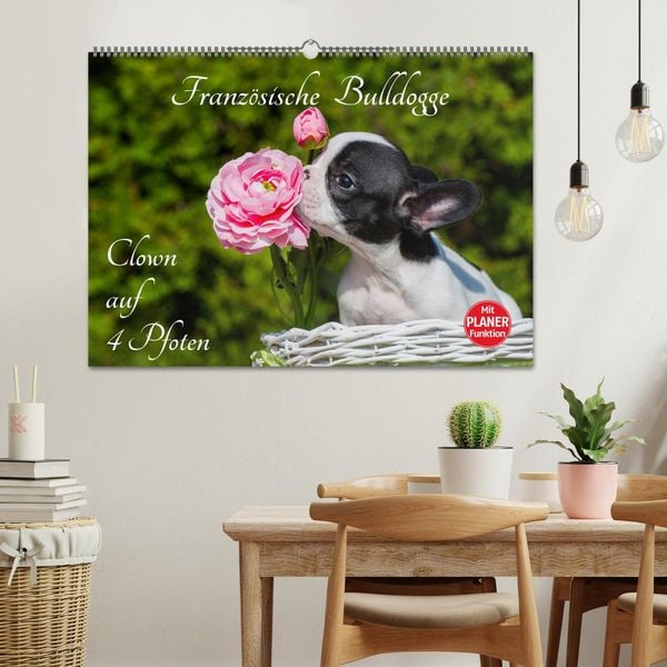 Produktbild: Franz&ouml;sische Bulldogge - Clown auf 4 Pfoten (Wandkalender 2026 DIN A2 quer), CALVENDO Monatskalender