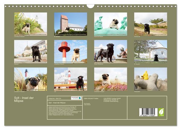Produktbild: Sylt - Insel der M&ouml;pse (Wandkalender 2026 DIN A3 quer), CALVENDO Monatskalender