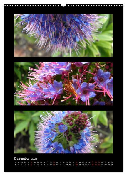 Produktbild: ZAUBERWELT DER BLUMEN - EISKRISTALLE & WASSERPERLEN (Wandkalender 2026 DIN A2 hoch), CALVENDO Monatskalender