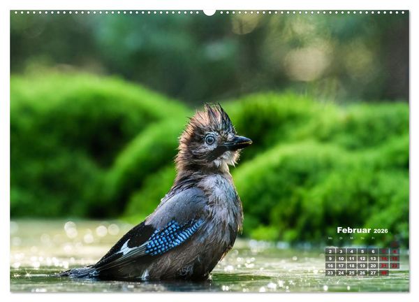 Produktbild: V&ouml;gel in heimischen W&auml;ldern (Wandkalender 2026 DIN A2 quer), CALVENDO Monatskalender