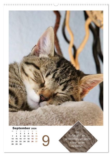Produktbild: Wilde T&auml;tzchen, sanfte Pf&ouml;tchen (hochwertiger Premium Wandkalender 2026 DIN A2 hoch), Kunstdruck in Hochglanz