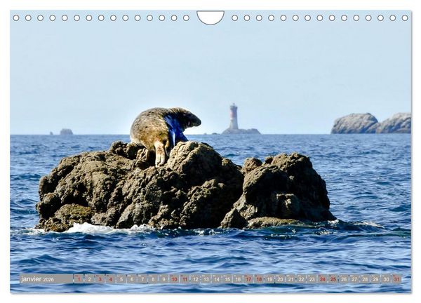 Produktbild: Phare des Pierres Noires (Calendrier mural 2026 DIN A4 vertical), CALVENDO calendrier mensuel