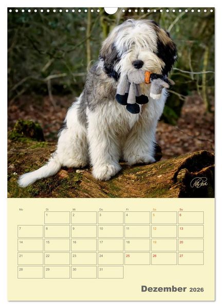 Produktbild: PON-Welpen - jeder Tag ein gro&szlig;es Abenteuer / Planer (Wandkalender 2026 DIN A3 hoch), CALVENDO Monatskalender