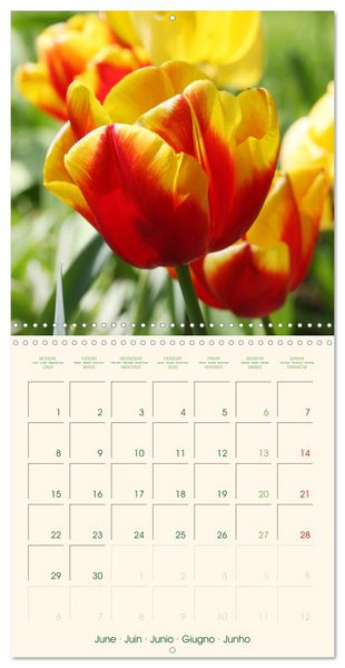Produktbild: Tulipes charmantes et fra&icirc;ches (Calendrier mural carr&eacute; 2026 30x30 cm) Calendrier double avec une page pour vos prises de notes
