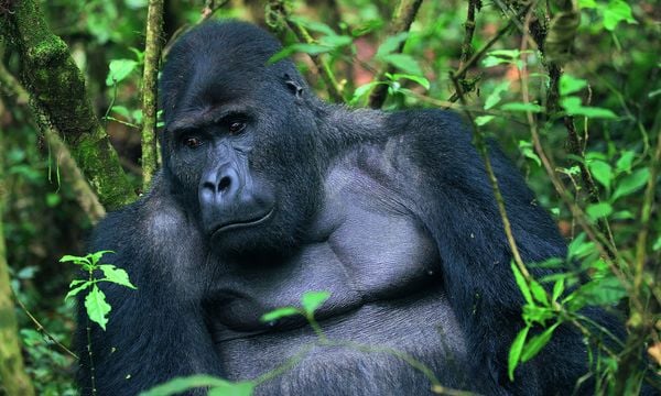 Produktbild: Im Bann der wilden Tiere