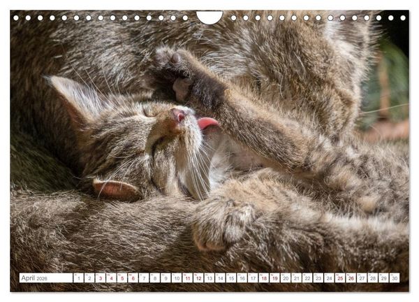 Produktbild: Wildkatzenbabys - wild und zuckers&uuml;&szlig;. (Wandkalender 2026 DIN A4 quer), CALVENDO Monatskalender