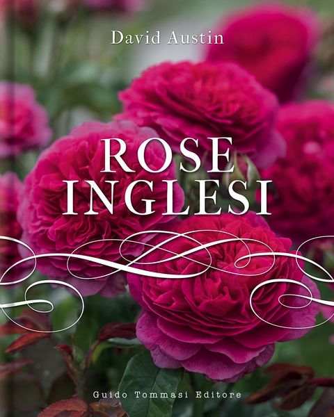 Produktbild: Rose inglesi