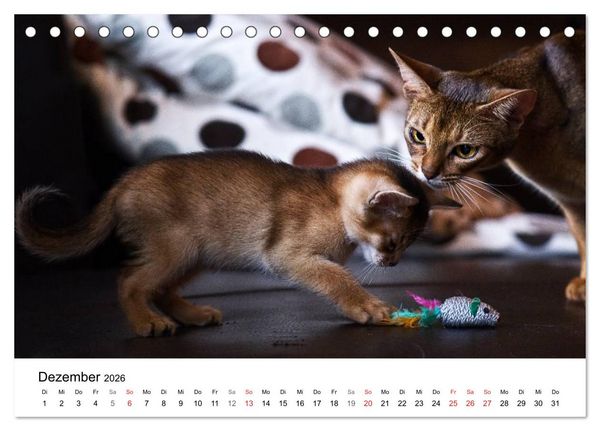 Produktbild: Rassekatzen 2026 (Tischkalender 2026 DIN A5 quer), CALVENDO Monatskalender