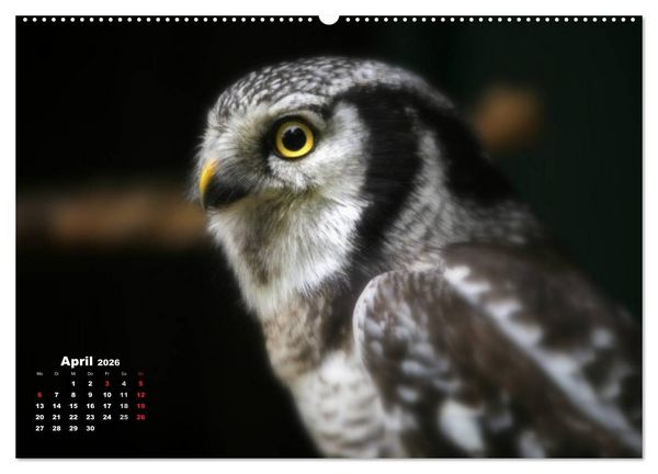 Produktbild: Greifv&ouml;gel, Eulen und K&auml;uze (hochwertiger Premium Wandkalender 2026 DIN A2 quer), Kunstdruck in Hochglanz