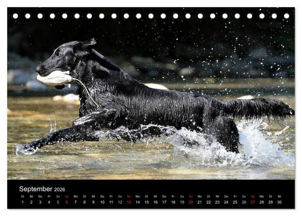 Produktbild: Flatcoated Retriever (Tischkalender 2026 DIN A5 quer), CALVENDO Monatskalender