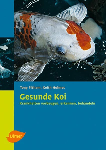 Gesunde Koi