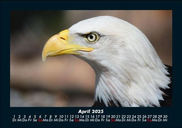 Produktbild: Adler 2025 Fotokalender DIN A5