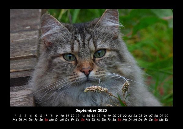 Produktbild: F&uuml;r Katzenfreunde 2025 Fotokalender DIN A3