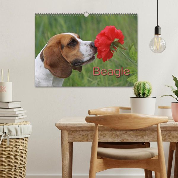 Produktbild: Beagle (Wandkalender 2026 DIN A3 quer), CALVENDO Monatskalender