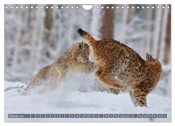 Produktbild: Der Luchs - Dem Pinselohr auf der Spur (Wandkalender 2026 DIN A4 quer), CALVENDO Monatskalender