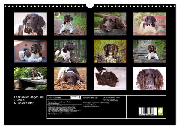 Produktbild: Faszination Jagdhund - Kleiner M&uuml;nsterl&auml;nder (Wandkalender 2026 DIN A3 quer), CALVENDO Monatskalender