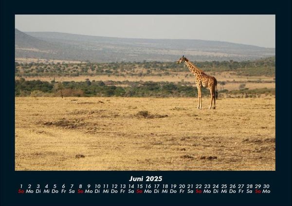 Produktbild: Tiere in der Wildnis 2025 Fotokalender DIN A4