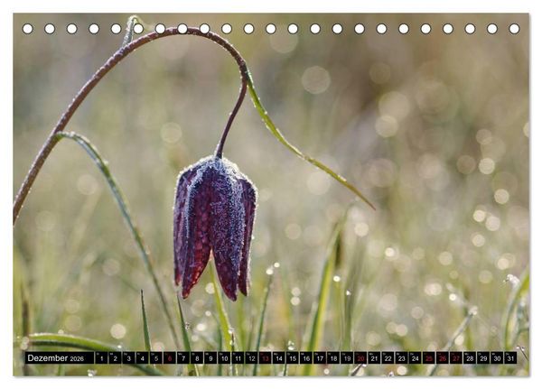 Produktbild: Die Schachbrettblume (Tischkalender 2026 DIN A5 quer), CALVENDO Monatskalender