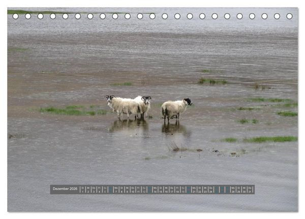 Produktbild: Schottlands Highland Schafe (Tischkalender 2026 DIN A5 quer), CALVENDO Monatskalender