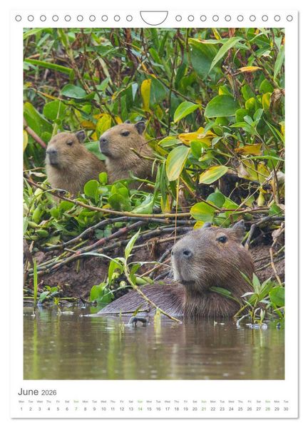 Produktbild: Pantanal Wildlife Photography (Wall Calendar 2026 DIN A4 portrait), CALVENDO 12 Month Wall Calendar