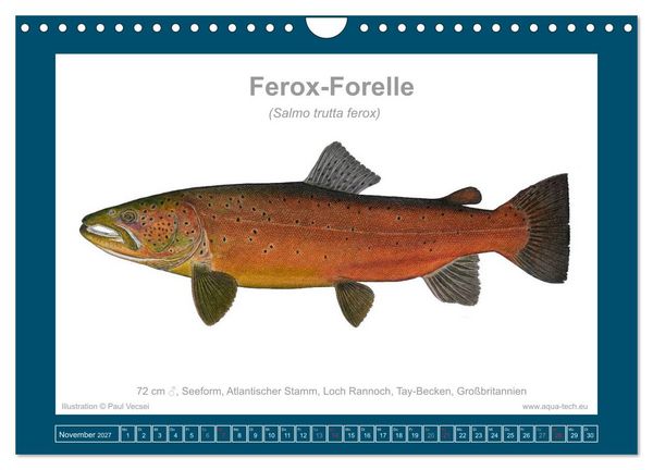 Produktbild: Fisch als Kunst 2027: Seeforellen (Wandkalender 2027 DIN A4 quer), CALVENDO Monatskalender
