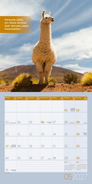 Produktbild: No Drama, Lama Kalender 2027 - 30x30 - Art12